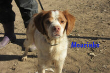 MOURINHO, Hund, Epagneul Breton in Spanien - Bild 6