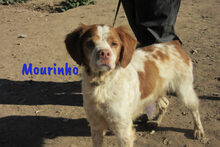 MOURINHO, Hund, Epagneul Breton in Spanien - Bild 7