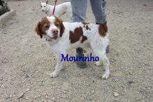MOURINHO, Hund, Epagneul Breton in Spanien - Bild 9