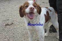 MOURINHO, Hund, Epagneul Breton in Frankfurt - Bild 11
