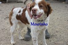MOURINHO, Hund, Epagneul Breton in Frankfurt - Bild 8