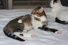 OLIVIA, Katze, Europäisch Kurzhaar in Spanien - Bild 2