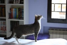 OLIVIA, Katze, Europäisch Kurzhaar in Spanien - Bild 6