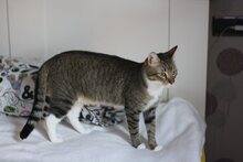 OLIVIA, Katze, Europäisch Kurzhaar in Spanien - Bild 8