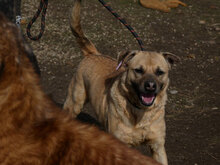 JIMKNOPF, Hund, Mischlingshund in Ilmmünster - Bild 4