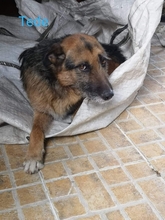 TEDY, Hund, Deutscher Schäferhund-Mix in Portugal - Bild 5
