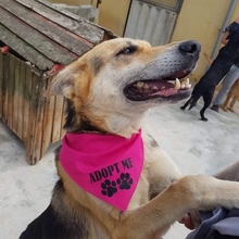 CLOE, Hund, Mischlingshund in Portugal - Bild 3