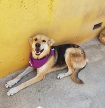 CLOE, Hund, Mischlingshund in Portugal - Bild 4