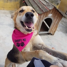 CLOE, Hund, Mischlingshund in Portugal - Bild 5
