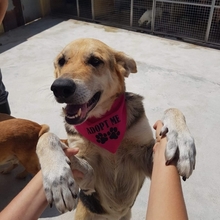 CLOE, Hund, Mischlingshund in Portugal - Bild 7