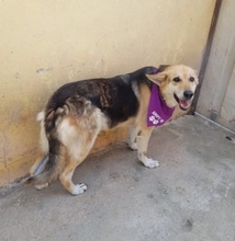 CLOE, Hund, Mischlingshund in Portugal - Bild 8