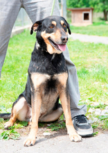 DOKI, Hund, Mischlingshund in Ungarn - Bild 1