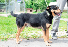DOKI, Hund, Mischlingshund in Ungarn - Bild 3