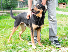 DOKI, Hund, Mischlingshund in Ungarn - Bild 4