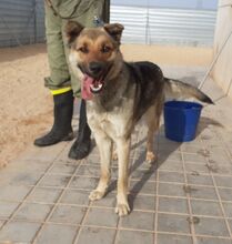 CATHYA, Hund, Deutscher Schäferhund-Mix in Spanien - Bild 1