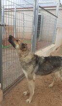 CATHYA, Hund, Deutscher Schäferhund-Mix in Spanien - Bild 2