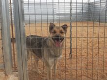 CATHYA, Hund, Deutscher Schäferhund-Mix in Spanien - Bild 5