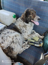 VESNA, Hund, Mischlingshund in Italien - Bild 14