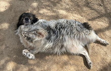 VESNA, Hund, Mischlingshund in Italien - Bild 8