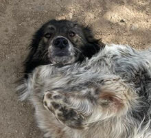 VESNA, Hund, Mischlingshund in Italien - Bild 9