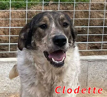 CLODETTE, Hund, Mischlingshund in Italien - Bild 4