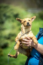 CHELSEA, Hund, Mischlingshund in Ungarn - Bild 1