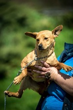 CHELSEA, Hund, Mischlingshund in Ungarn - Bild 2