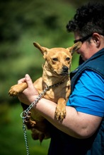 CHELSEA, Hund, Mischlingshund in Ungarn - Bild 4