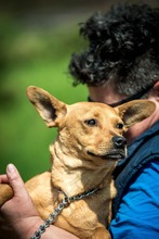 CHELSEA, Hund, Mischlingshund in Ungarn - Bild 5