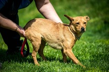 CHELSEA, Hund, Mischlingshund in Ungarn - Bild 6