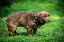 CHESTER, Hund, Mischlingshund in Ungarn - Bild 1