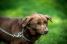 CHESTER, Hund, Mischlingshund in Ungarn - Bild 2