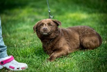 CHESTER, Hund, Mischlingshund in Ungarn - Bild 3