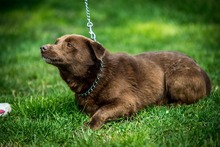 CHESTER, Hund, Mischlingshund in Ungarn - Bild 4