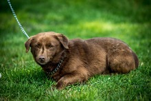 CHESTER, Hund, Mischlingshund in Ungarn - Bild 5