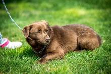 CHESTER, Hund, Mischlingshund in Ungarn - Bild 6