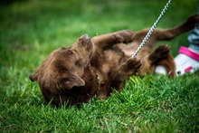 CHESTER, Hund, Mischlingshund in Ungarn - Bild 7