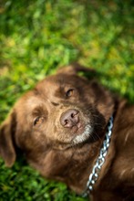 CHESTER, Hund, Mischlingshund in Ungarn - Bild 8