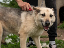 FUZZY, Hund, Mischlingshund in Bonn - Bild 4