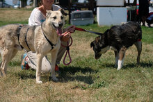 FUZZY, Hund, Mischlingshund in Bonn - Bild 5