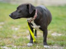 CASSY, Hund, Mischlingshund in Slowakische Republik - Bild 2