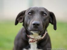 CASSY, Hund, Mischlingshund in Slowakische Republik - Bild 3