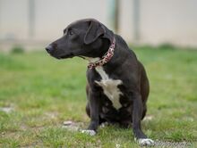 CASSY, Hund, Mischlingshund in Slowakische Republik - Bild 4