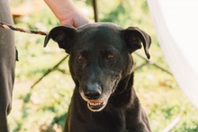 BOGAS, Hund, Mischlingshund in Portugal - Bild 1