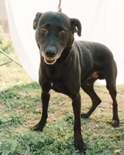 BOGAS, Hund, Mischlingshund in Portugal - Bild 2