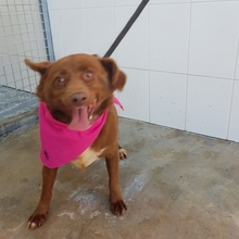 COOKIE, Hund, Mischlingshund in Portugal - Bild 3