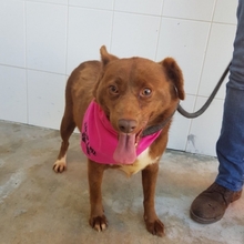 COOKIE, Hund, Mischlingshund in Portugal - Bild 5