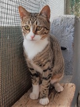 KOVU, Katze, Hauskatze in Türkei - Bild 2