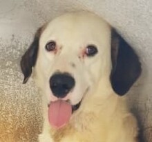 YAKARI, Hund, Mischlingshund in Portugal - Bild 1