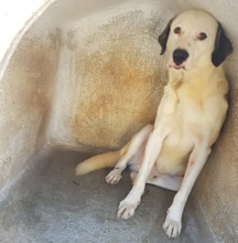 YAKARI, Hund, Mischlingshund in Portugal - Bild 10